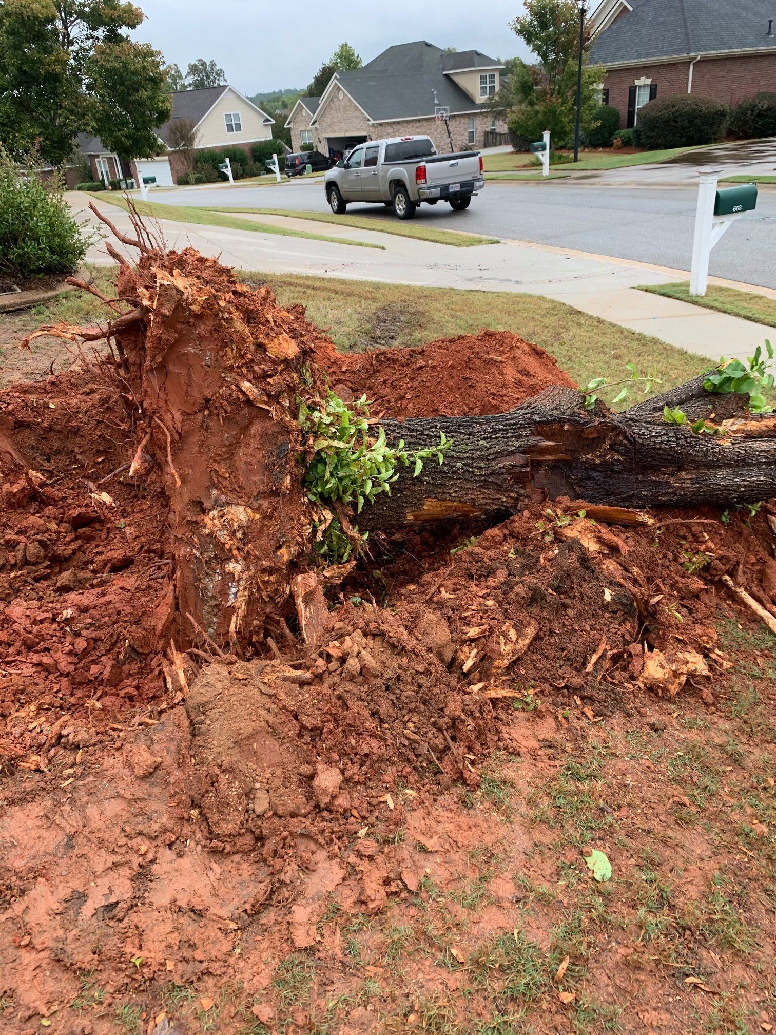 A large, uprooted tree lies in a front yard, exposing its roots and red clay soil next to a residential street.