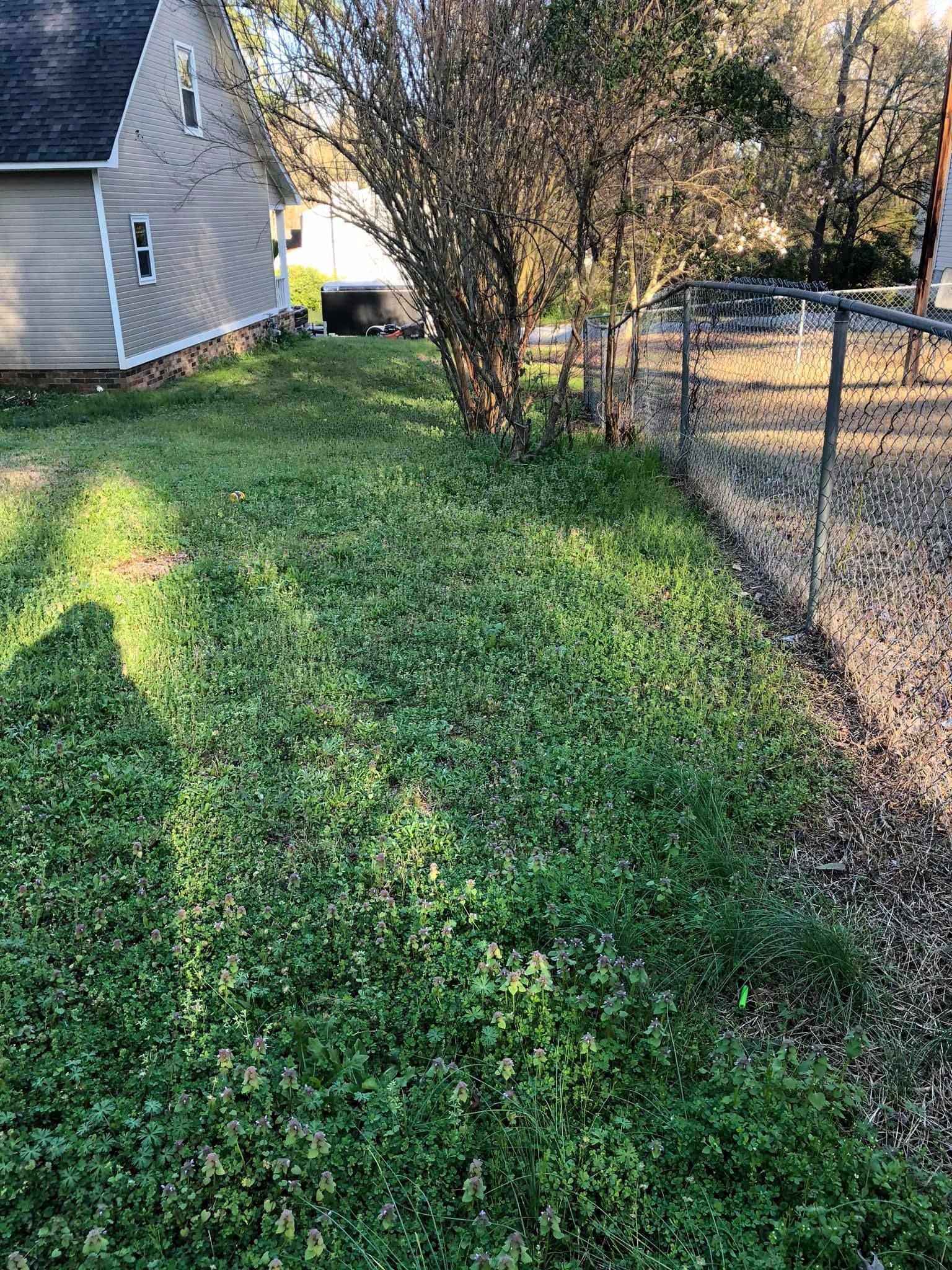 A patch of green grass beside a house, a tree, and a chain-link fence under bright sunlight.