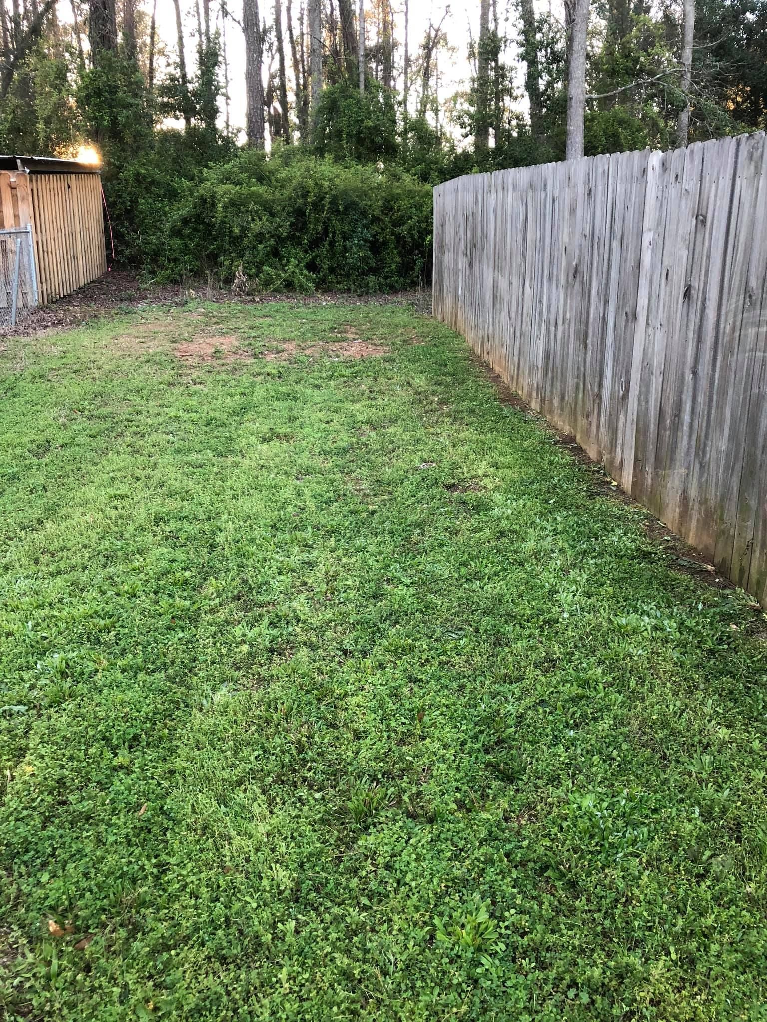A grassy backyard lawn bordered by a tall wooden fence and trees, with a small shed visible in the far corner.
