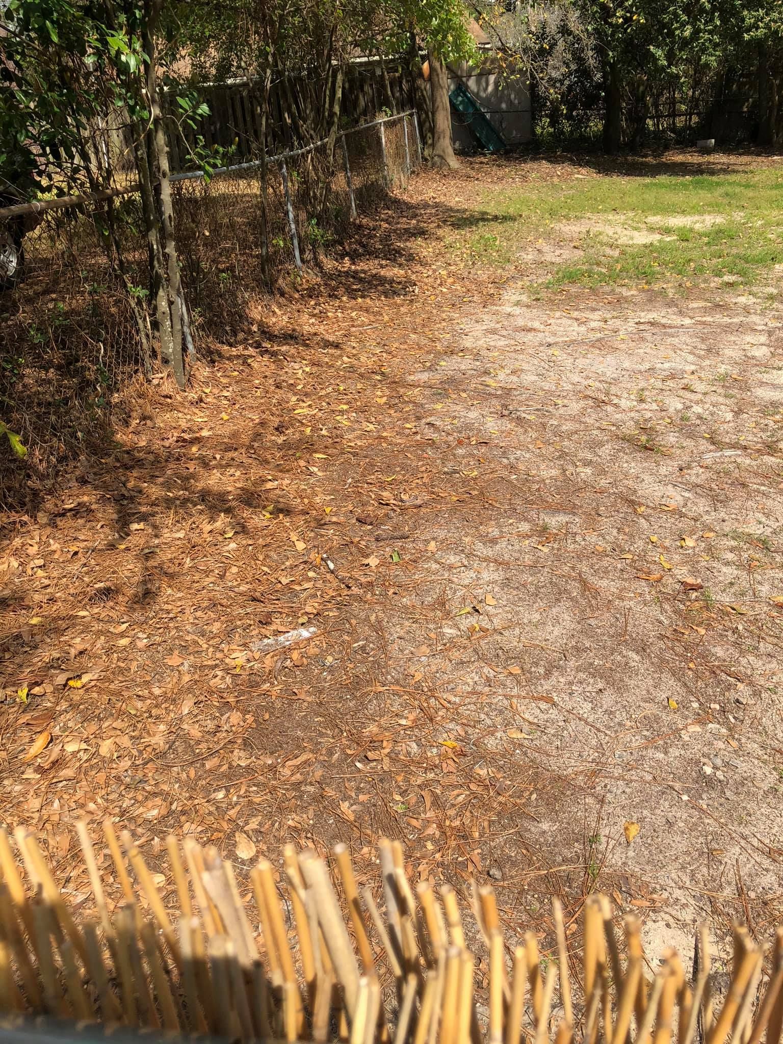 A partially shaded yard features a layer of fallen brown leaves on the left, transitioning to bare dirt and grass.