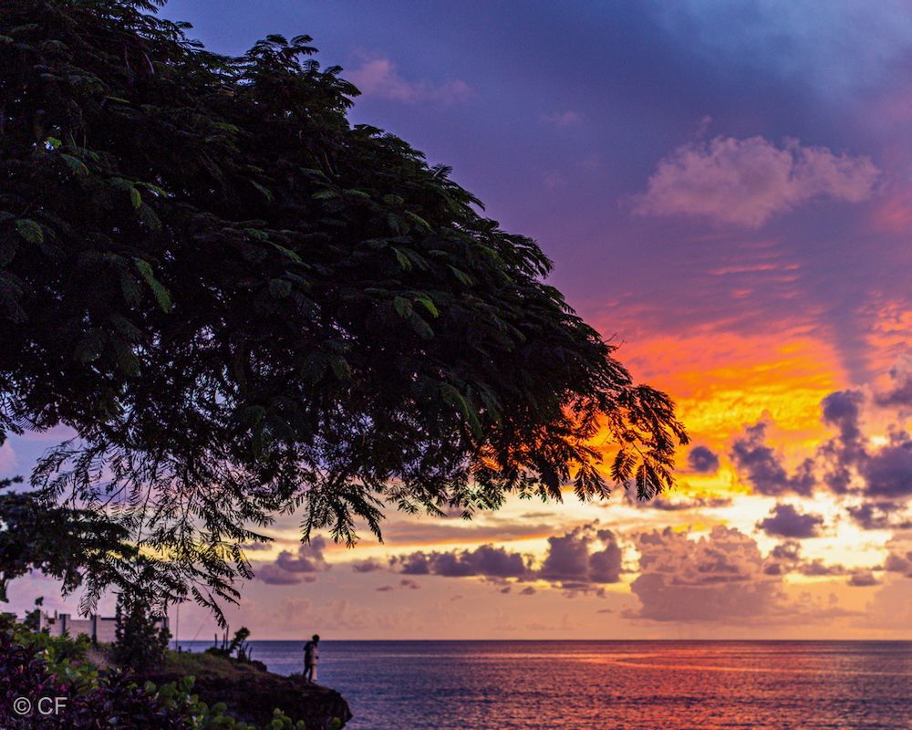 Sunset over a calm ocean with a dark tree silhouette and vibrant orange-purple sky