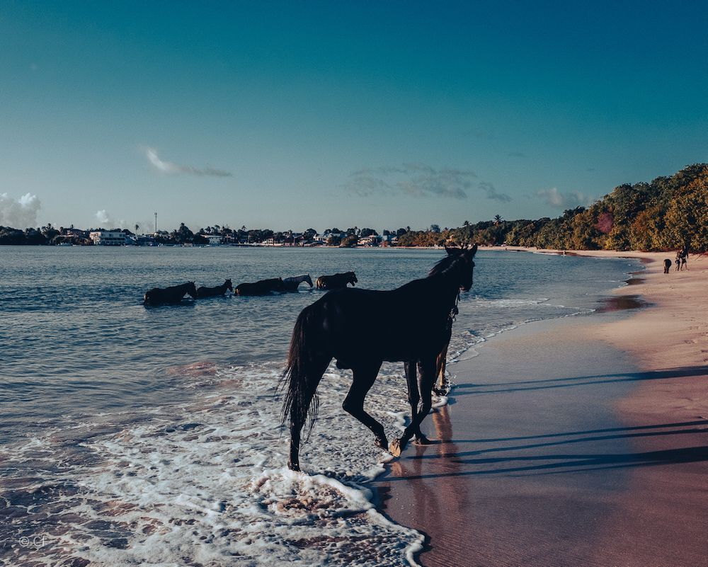 Black dog standing in surf on a sandy beach at sunset