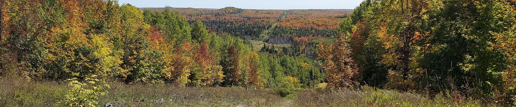 Autumn forest landscape with colorful trees and a distant clearing under a bright sky