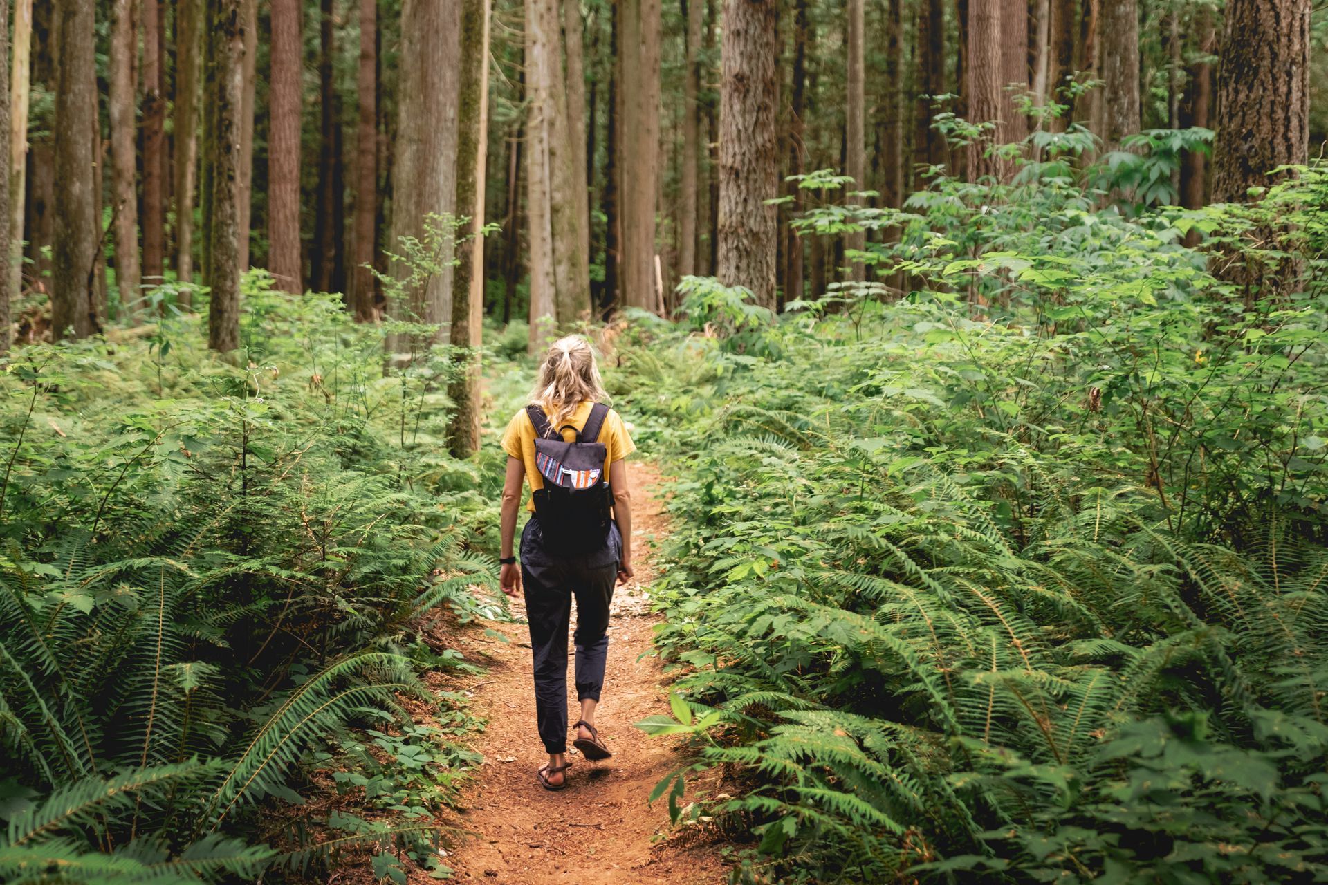 Hiker with backpack walking along a forest trail surrounded by tall trees and green ferns