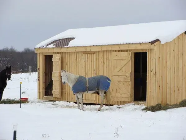 White horse in a blue blanket stands outside a wooden shed in a snowy field.