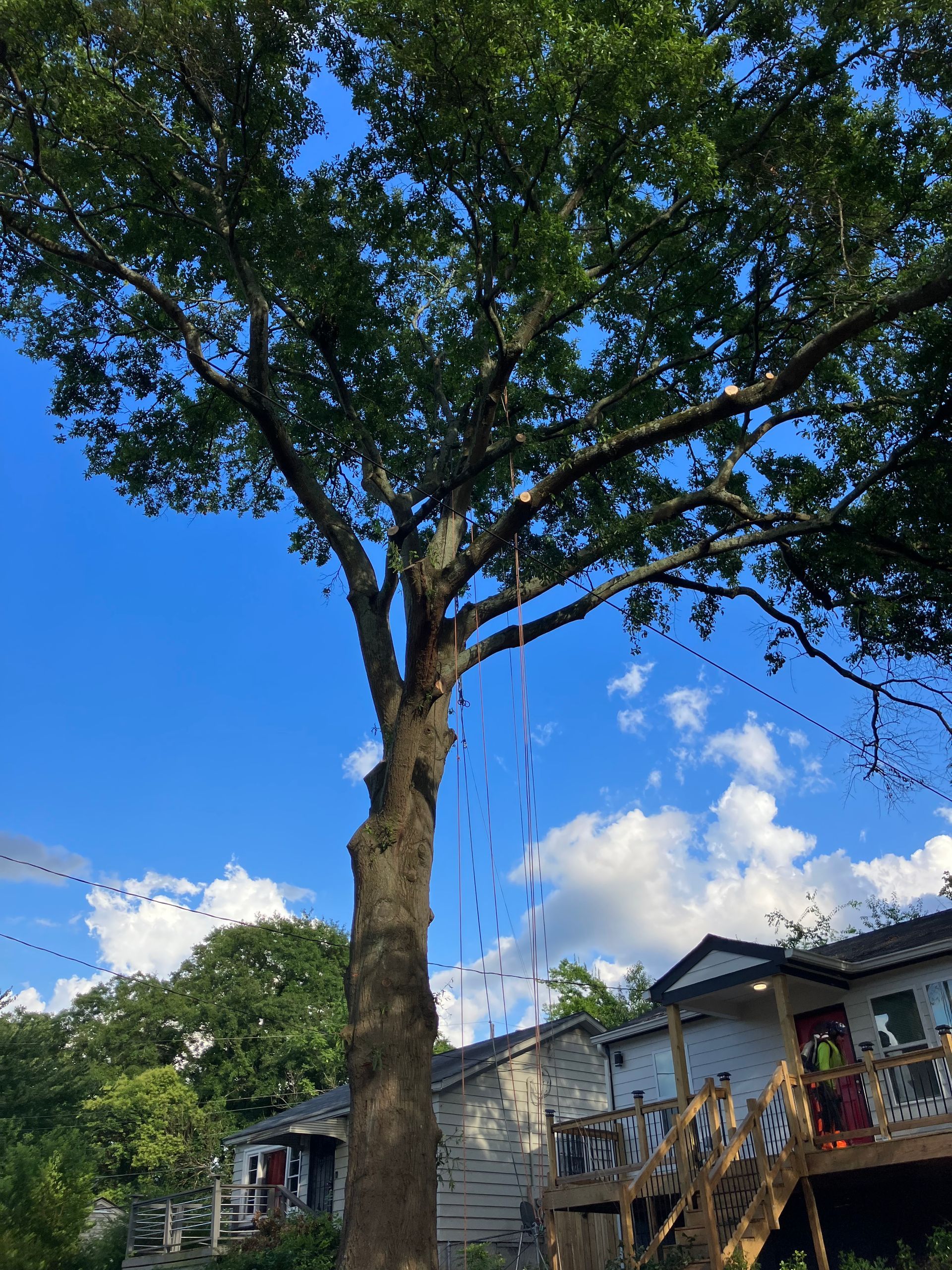Arborists are safely removing a large oak tree near a home in Atlanta, GA