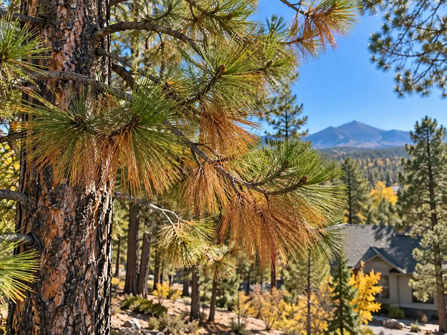 Pine trees with autumn foliage overlooking a mountain landscape and houses under a clear blue sky