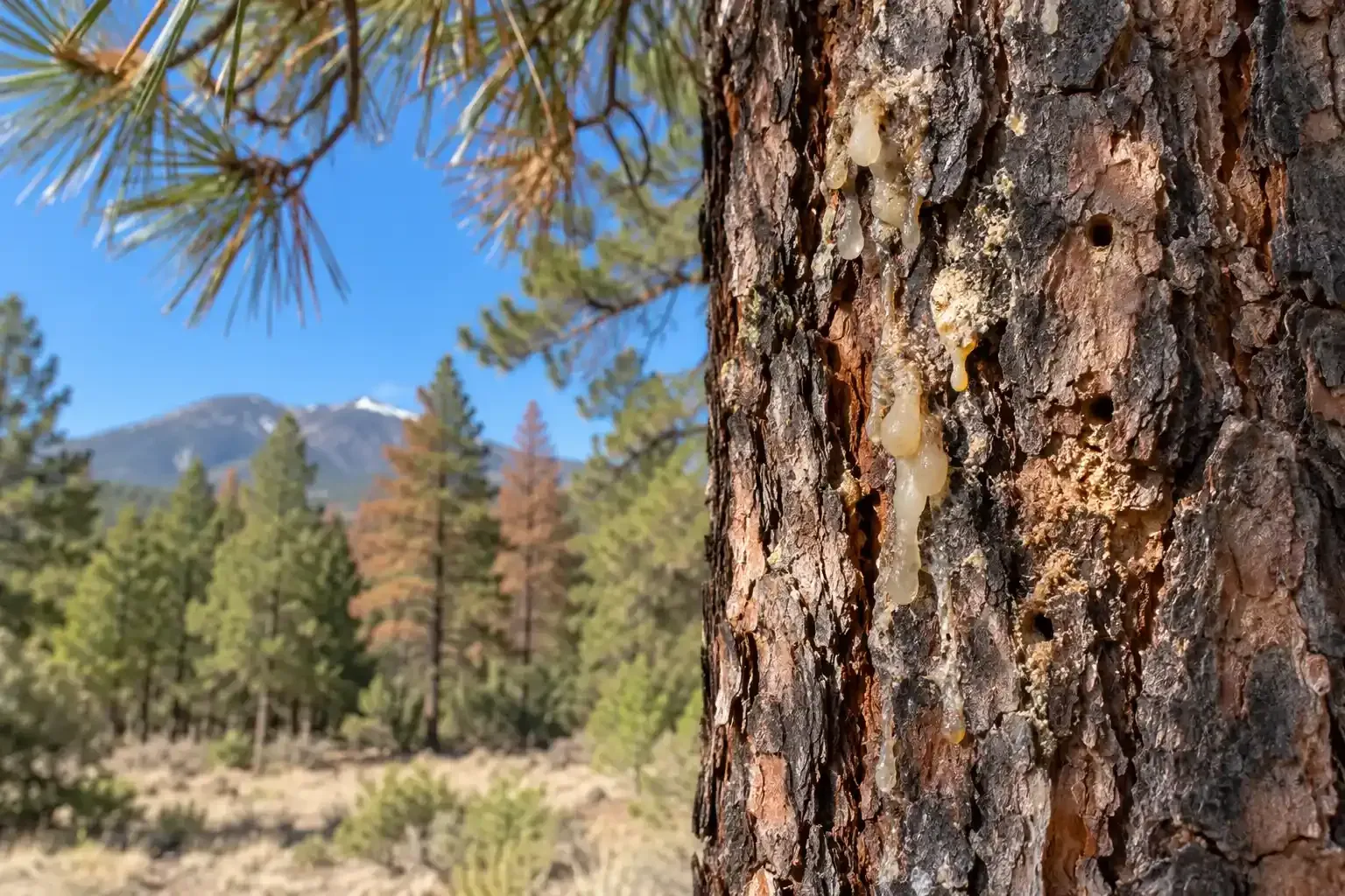 Pine tree trunk with bark beetles with forest and mountain landscape under a clear blue sky