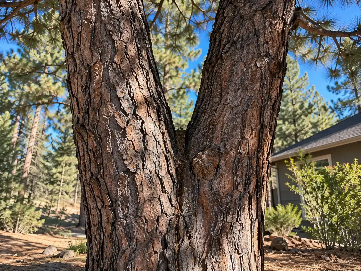 Two tree trunks in the foreground with a house and pine trees in the background
