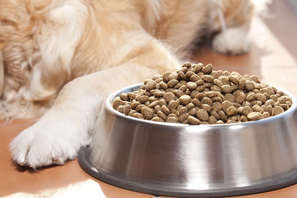 A Dog is Laying Next to a Bowl of Dog Food — Fluffy Paws Pet Grooming In Diamond Beach, NSW