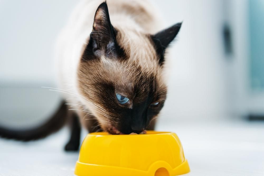 A Siamese Cat is Eating From a Yellow Bowl — Fluffy Paws Pet Grooming In Wingham, NSW