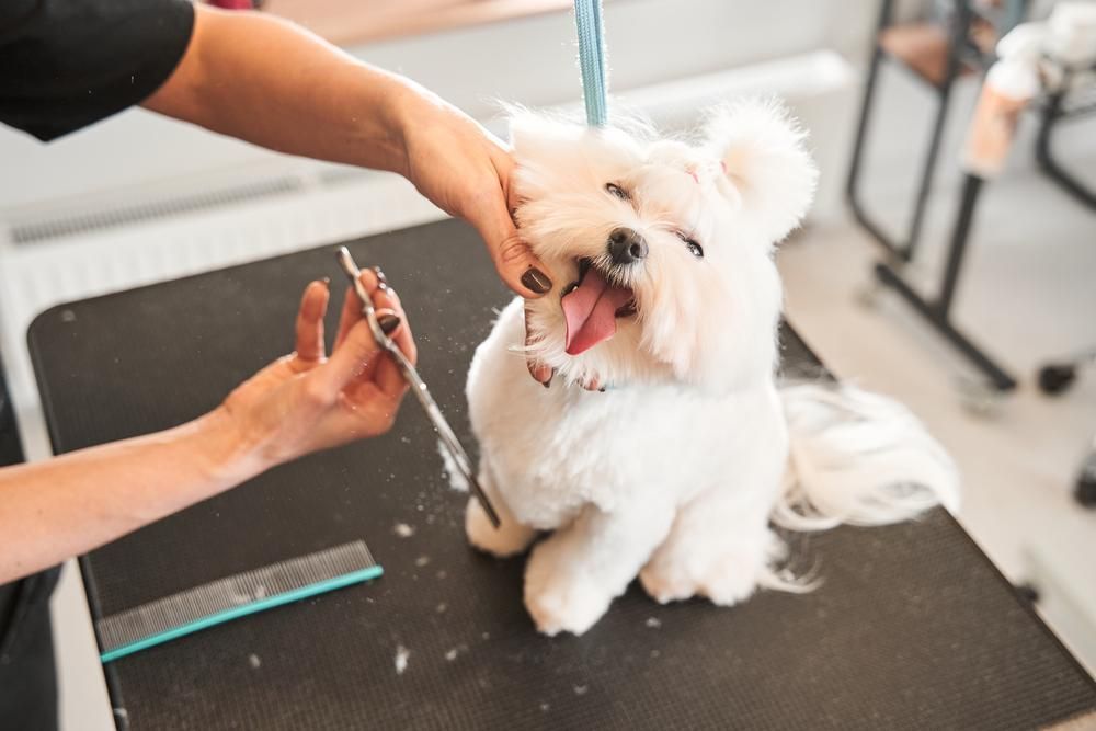 A Small White Dog is Being Groomed by a Woman — Fluffy Paws Pet Grooming In Taree, NSW