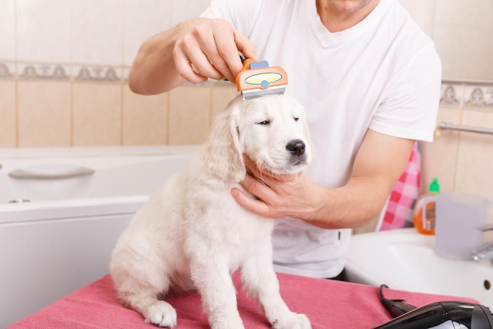 A Man is Brushing a Puppy 's Fur With a Furminator — Fluffy Paws Pet Grooming In Wingham, NSW