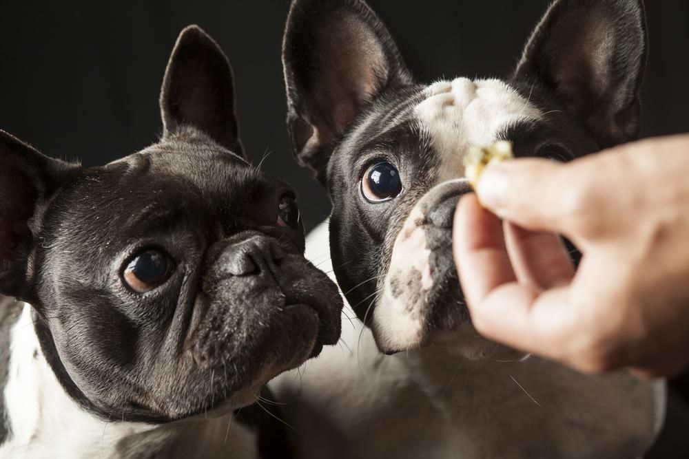 Two French Bulldogs Are Being Fed by a Person — Fluffy Paws Pet Grooming In Forster, NSW