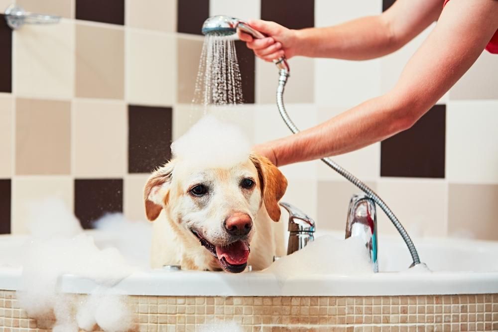 A Woman is Washing a Dog in a Bathtub — Fluffy Paws Pet Grooming In Gloucester, NSW