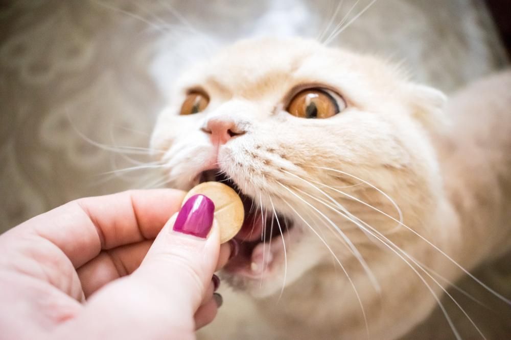 A Cat is Eating a Pill From a Person 's Hand — Fluffy Paws Pet Grooming In Forster, NSW