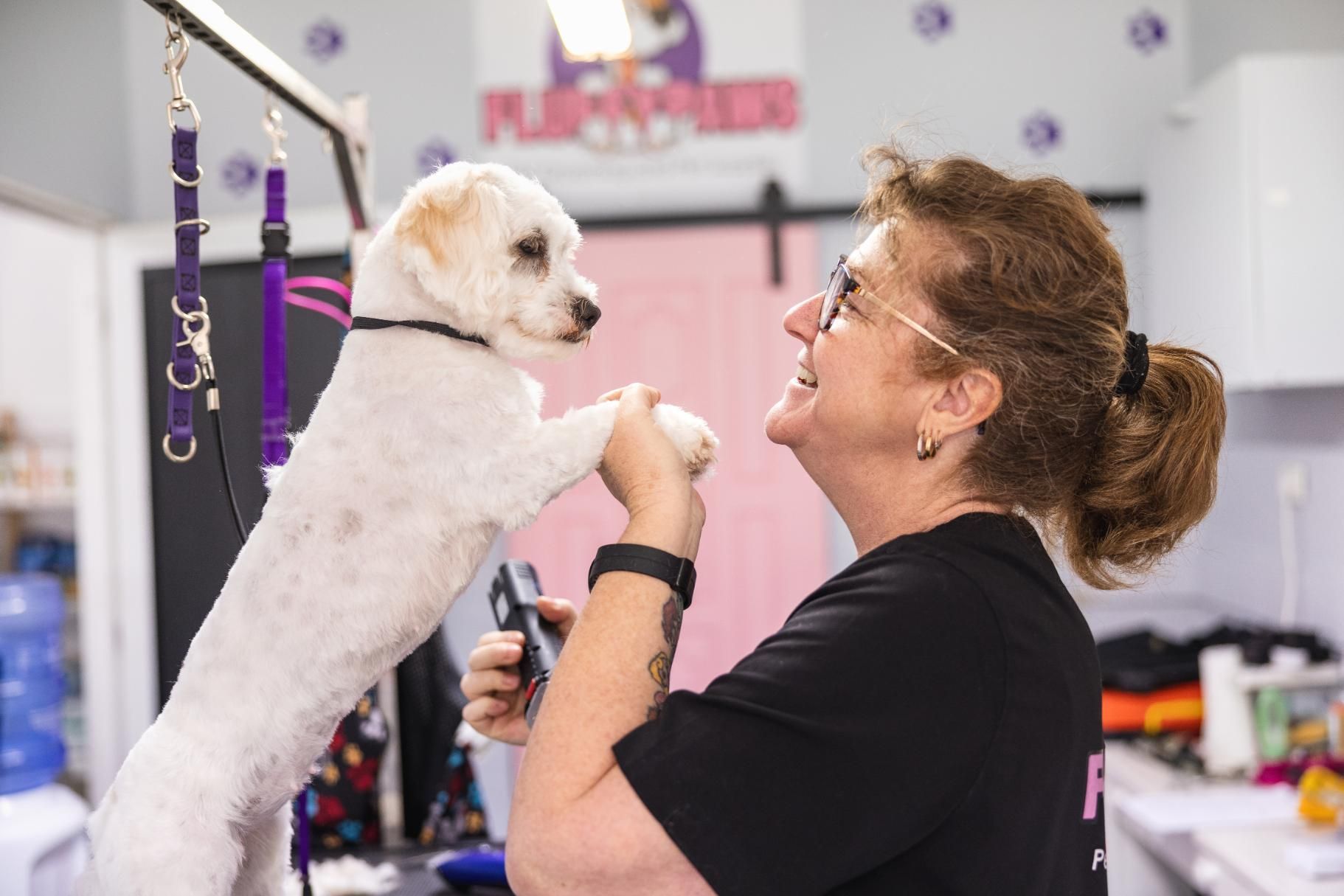 A Woman is Grooming a White Dog in a Grooming Salon — Fluffy Paws Pet Grooming In Forster, NSW