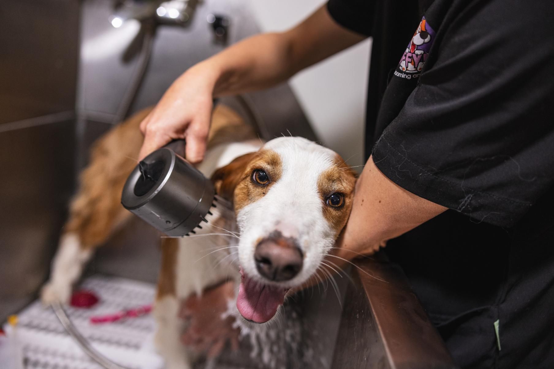 A Person is Washing a Dog in a Sink With a Brush — Fluffy Paws Pet Grooming In Wingham, NSW