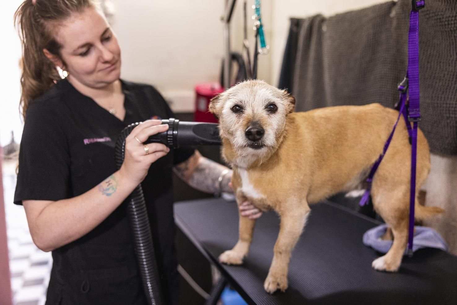 A Woman is Drying a Dog 's Hair With a Hair Dry — Fluffy Paws Pet Grooming In Diamond Beach, NSW