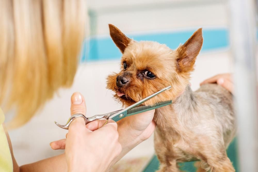 A Woman is Cutting a Small Dog 's Hair With Scissors — Fluffy Paws Pet Grooming In Wingham, NSW