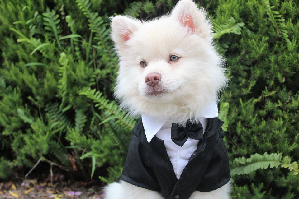 White puppy in black tuxedo and bow tie, posed in front of green foliage.