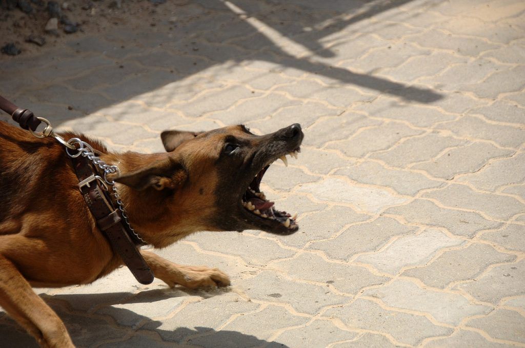 A dog on a leash is barking on a brick sidewalk