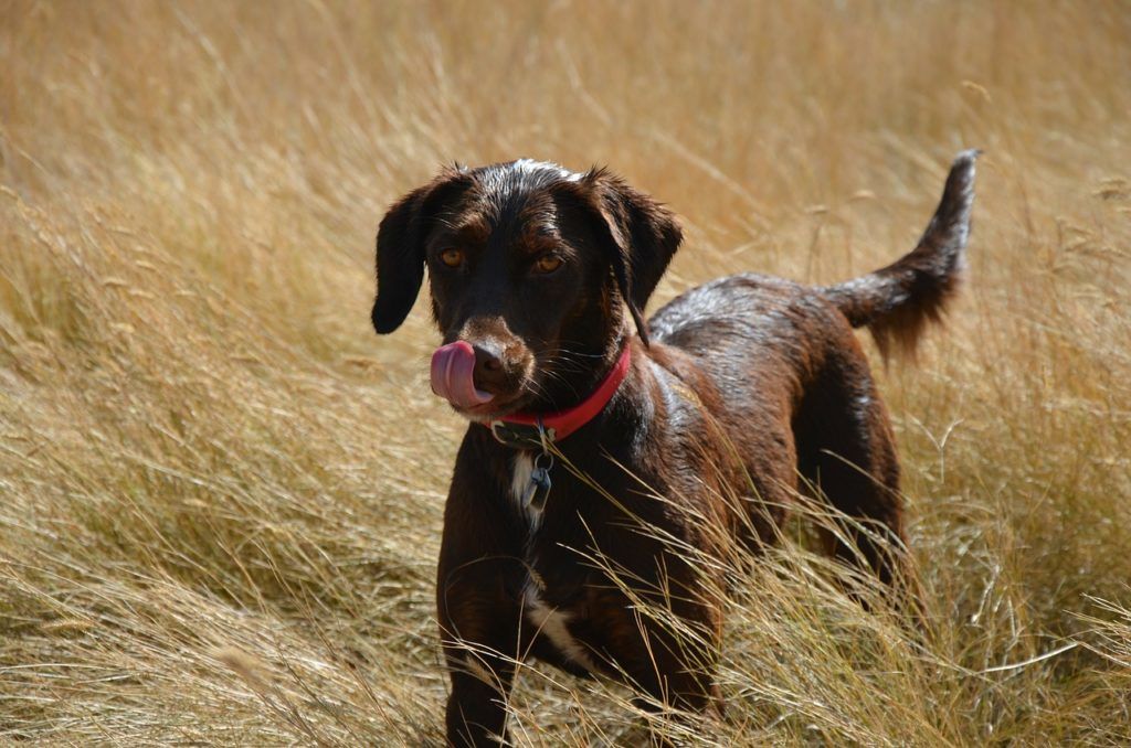 A brown dog with a red collar is standing in a field of tall grass