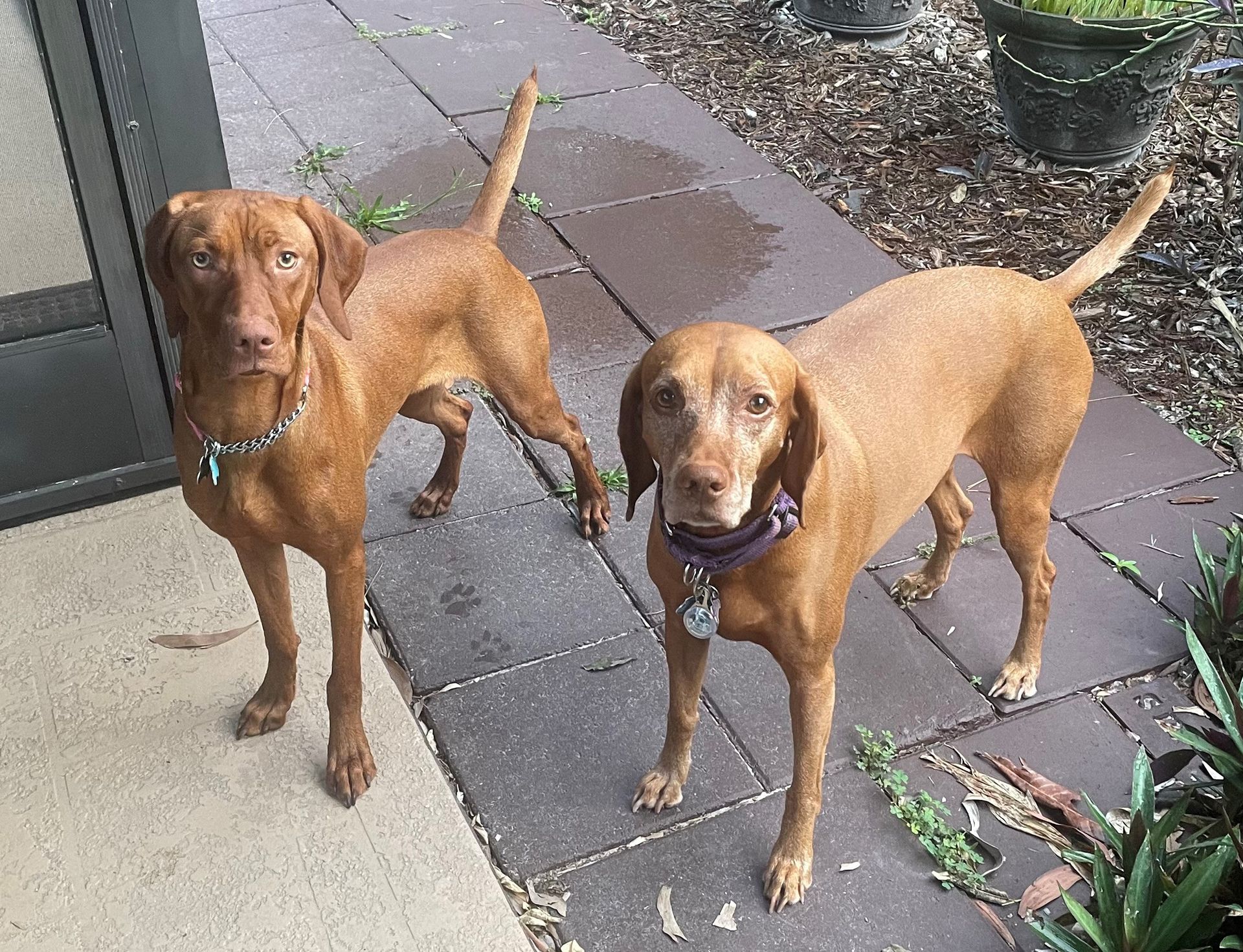 A friendly snapshot of Sandy Knight's pet dog posing for a photo.