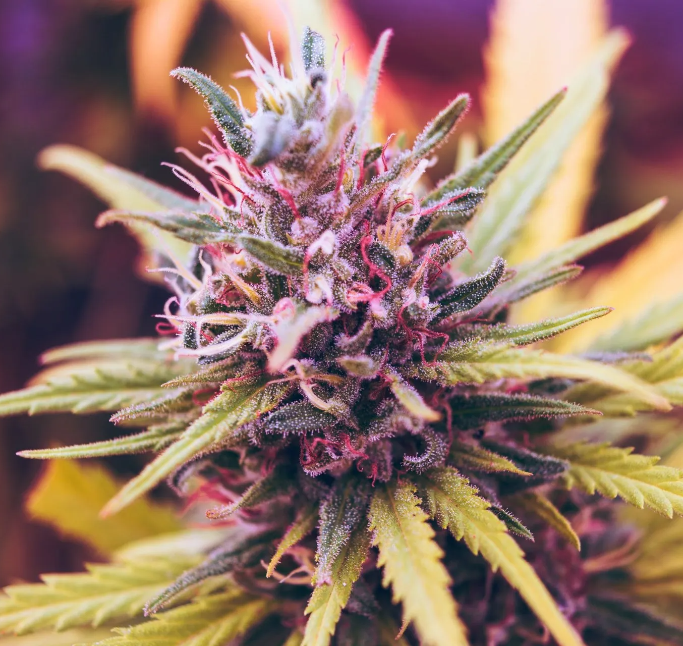 Licensed cannabis store in Barrie Ontario - The Underground