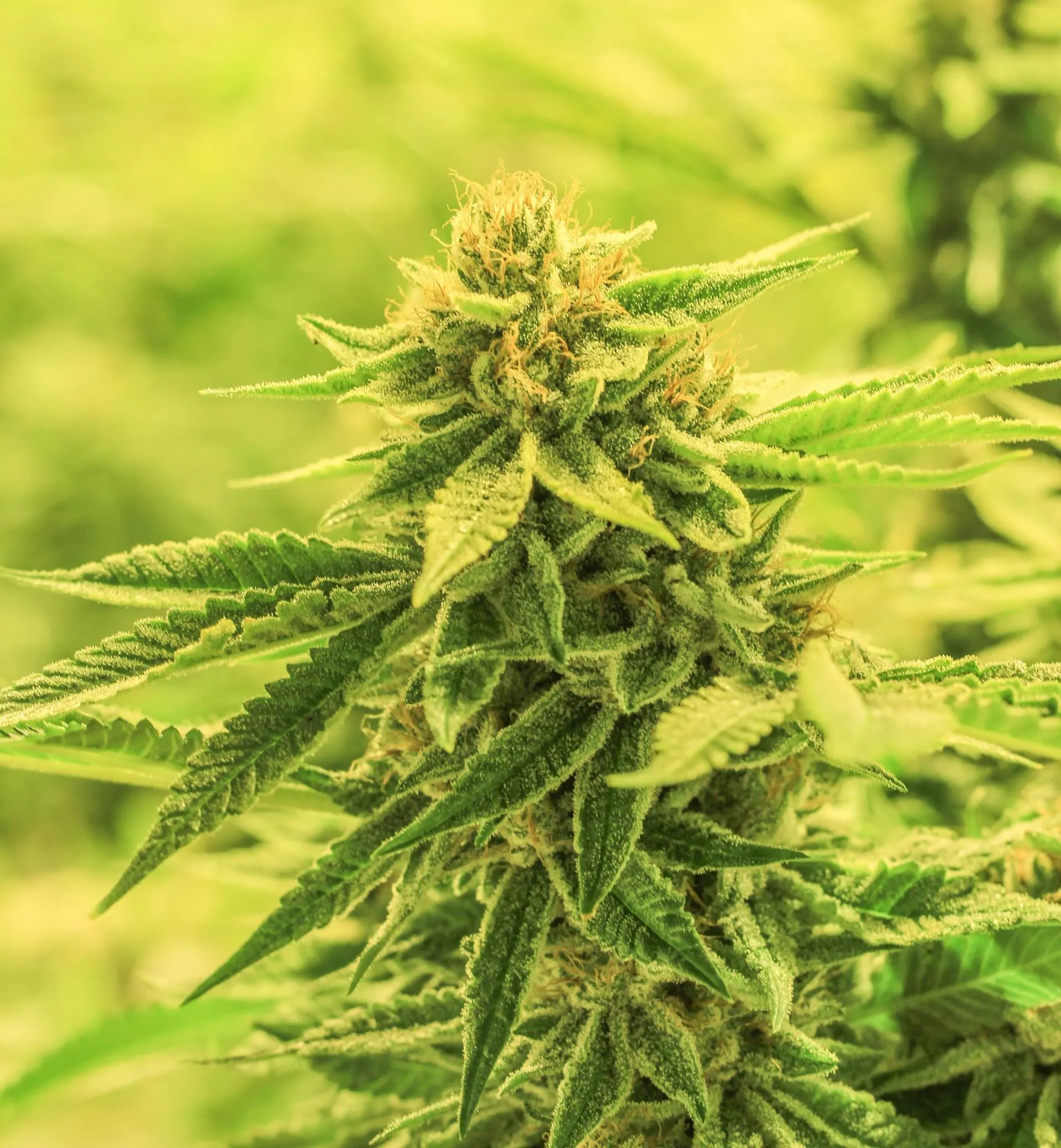 Licensed cannabis store in Brighton Ontario - The Underground