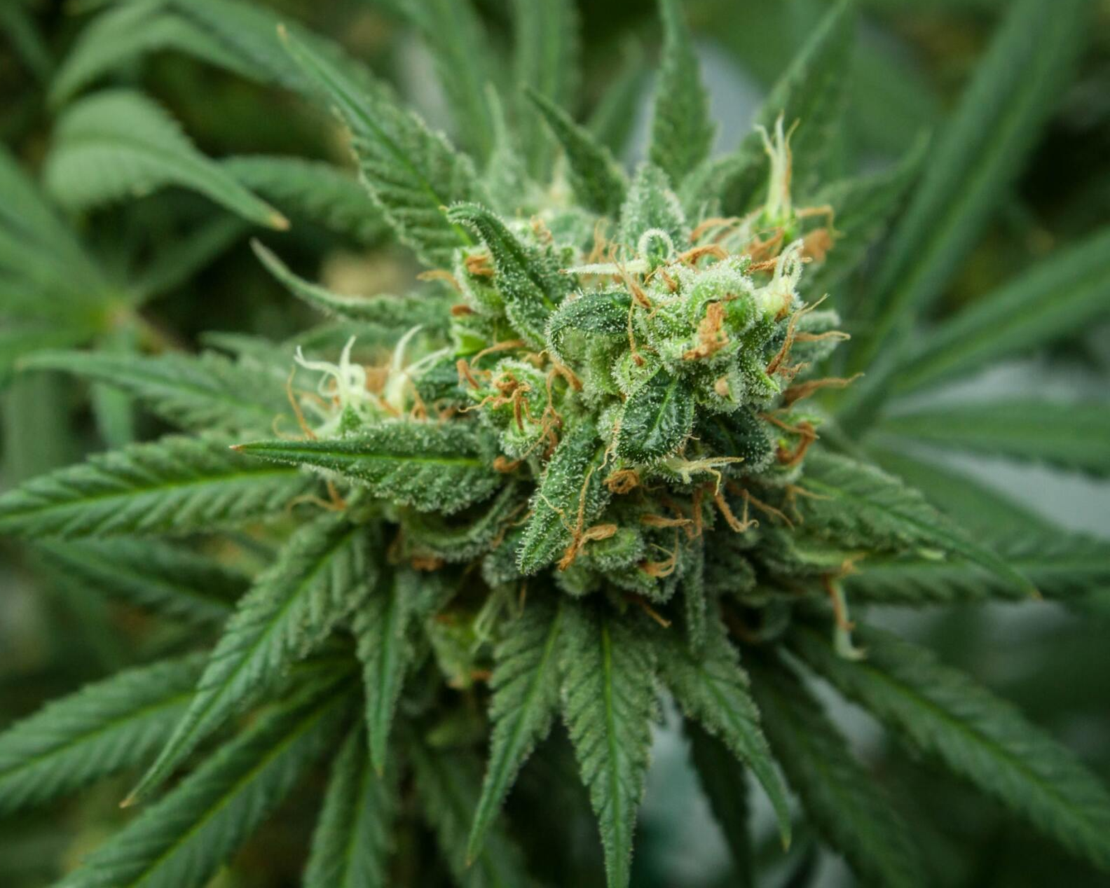 Licensed cannabis store in Bancroft Ontario - The Underground