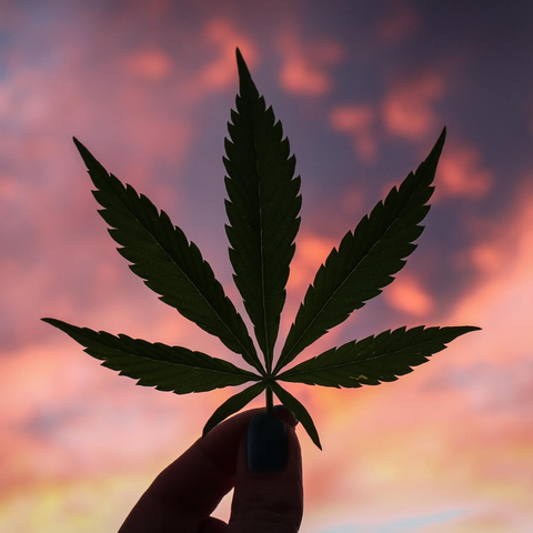The Underground Cannabis Store And Shops Ontario Leaf In Sky