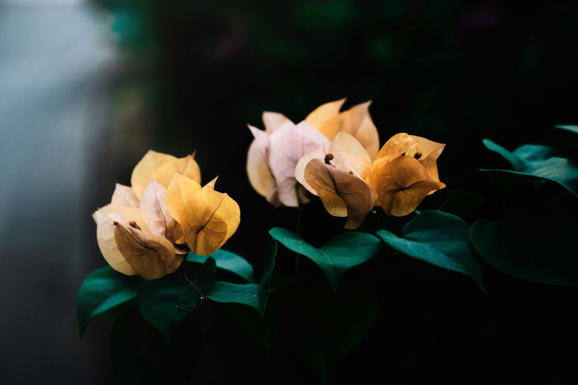 Two Yellow-orange Flowers — Vivienne Celebrant - Gold Coast Wedding Celebrant in Mudgeeraba, QLD