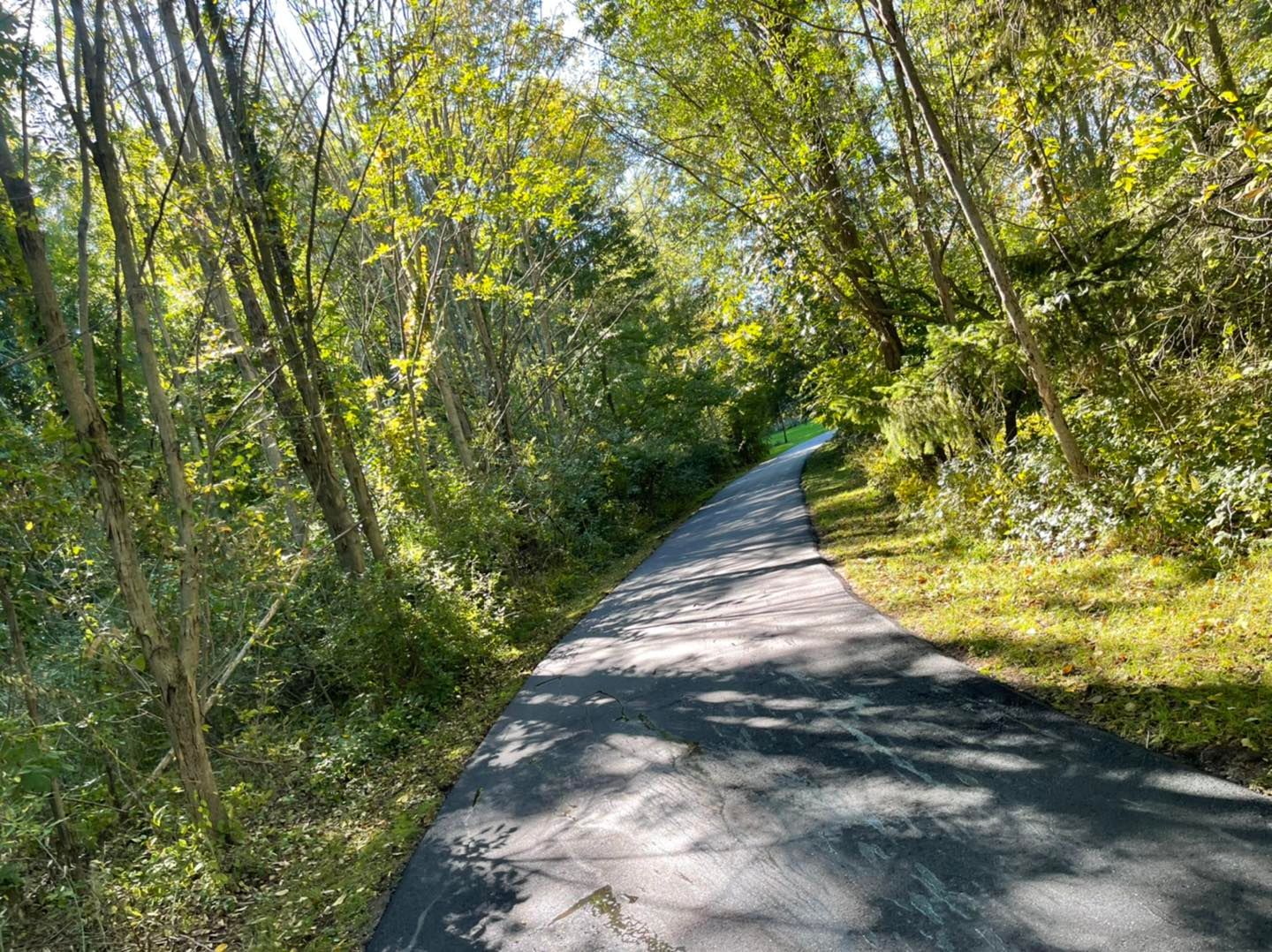 Sunlit paved path curving through a green wooded area