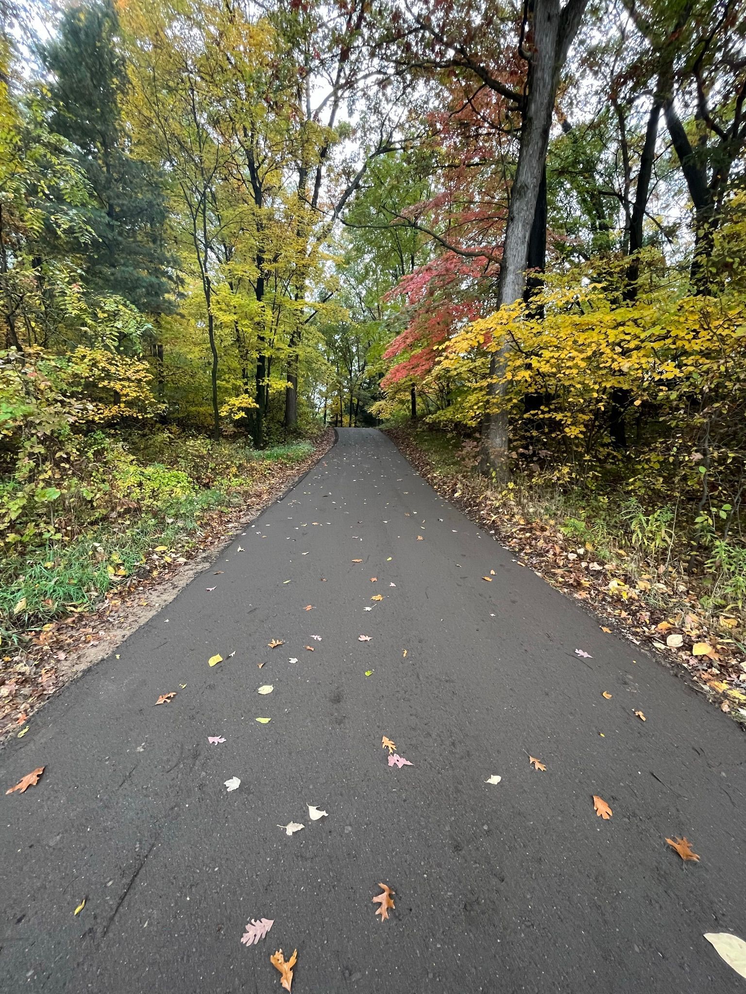 Paved path through a wooded park with autumn leaves and yellow-red trees on both sides