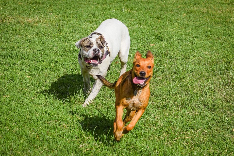 Two dogs running on grass, a white and brown dog behind an orange dog with tongue out