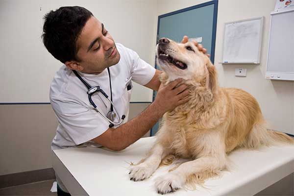 CLÍNICA Y HOSPITAL VETERINARIO DR. ROBERTO A MARTÍNEZ