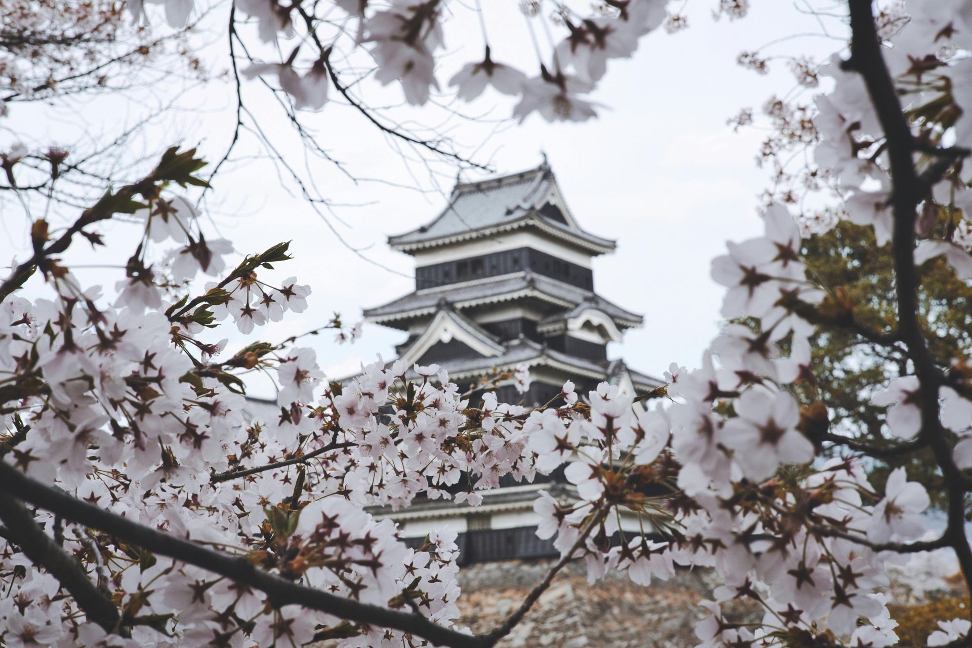 Cherry blossoms in Japan