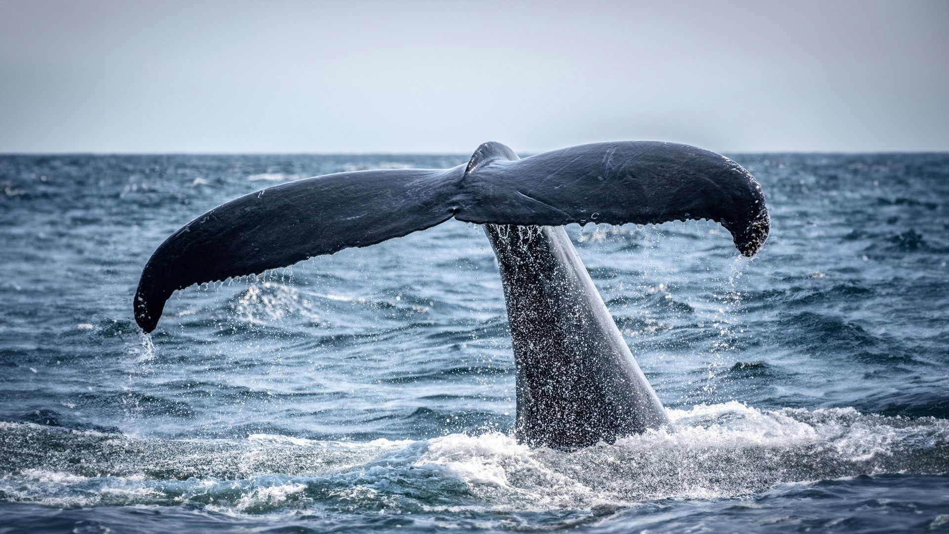 whale tail fin