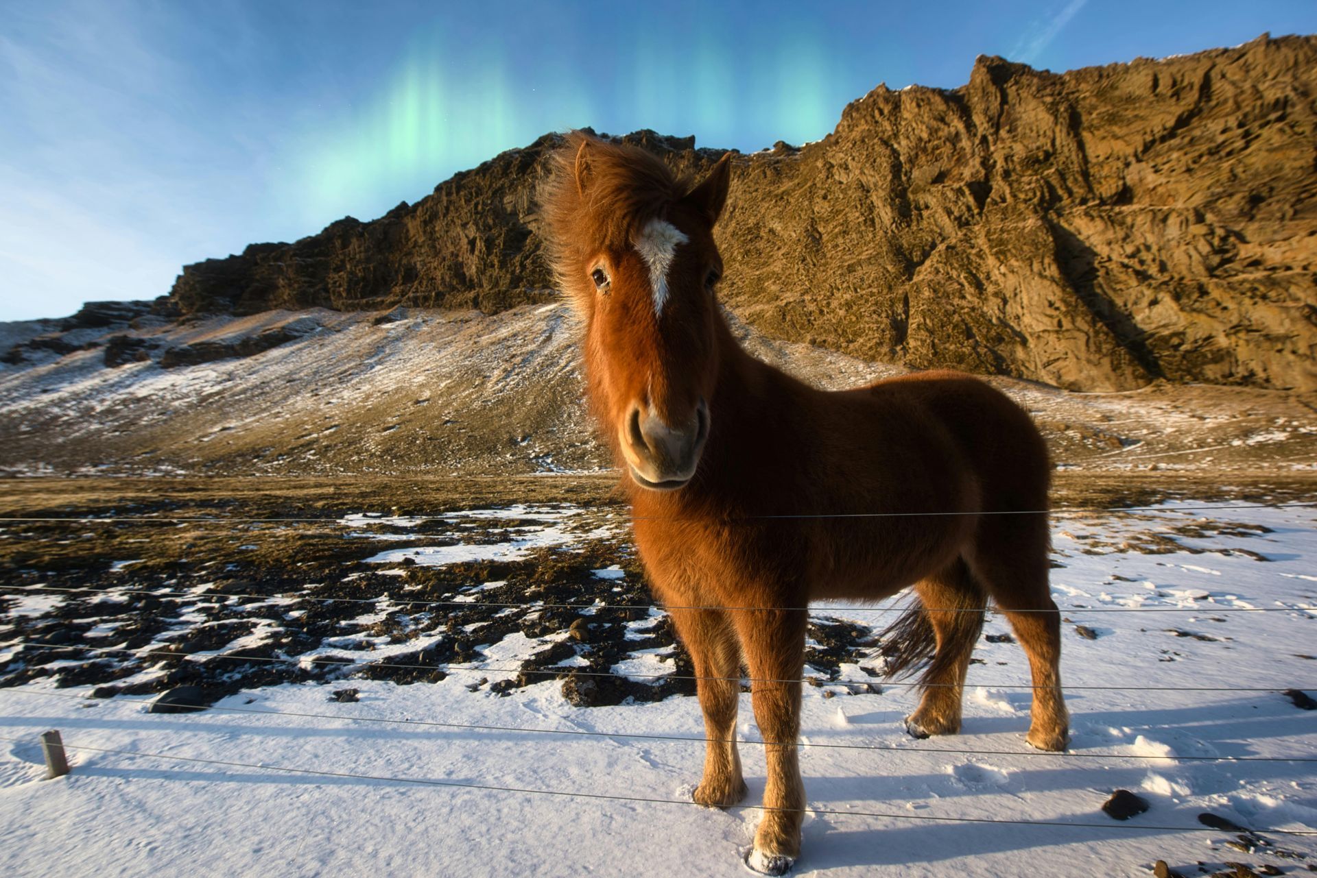 horse near the mountainside