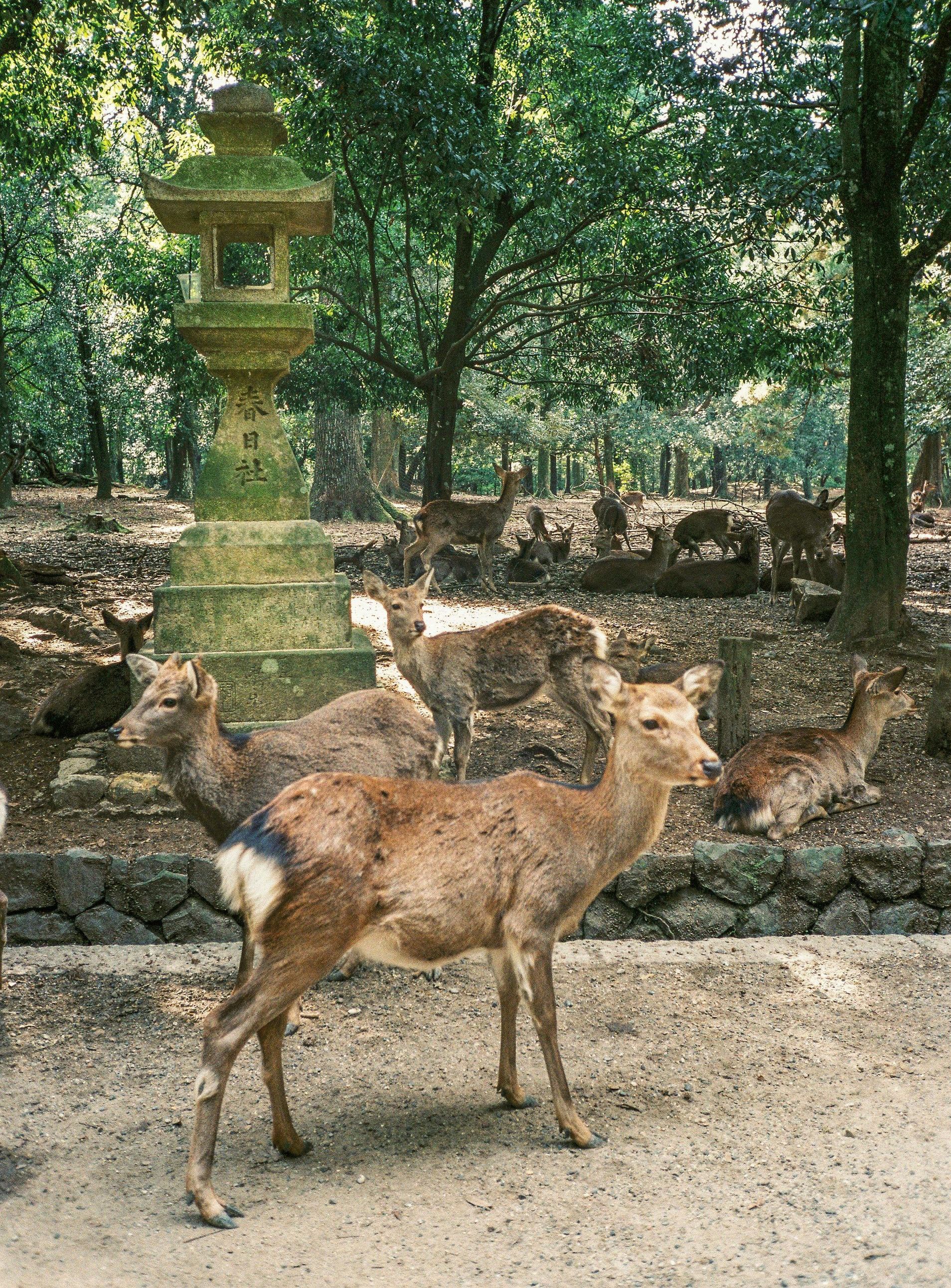 Nara Park