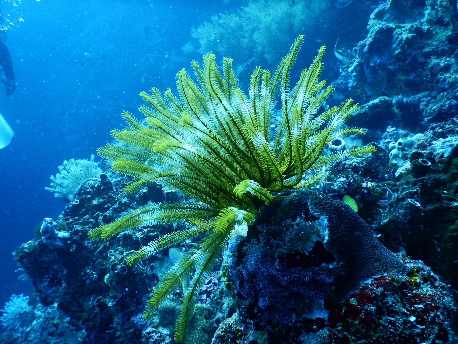 snorkeling