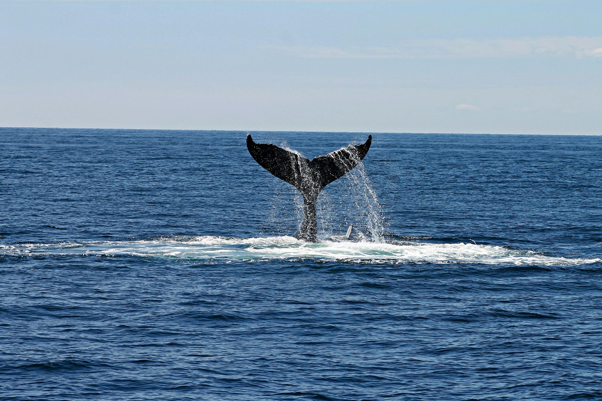 Whale in the ocean