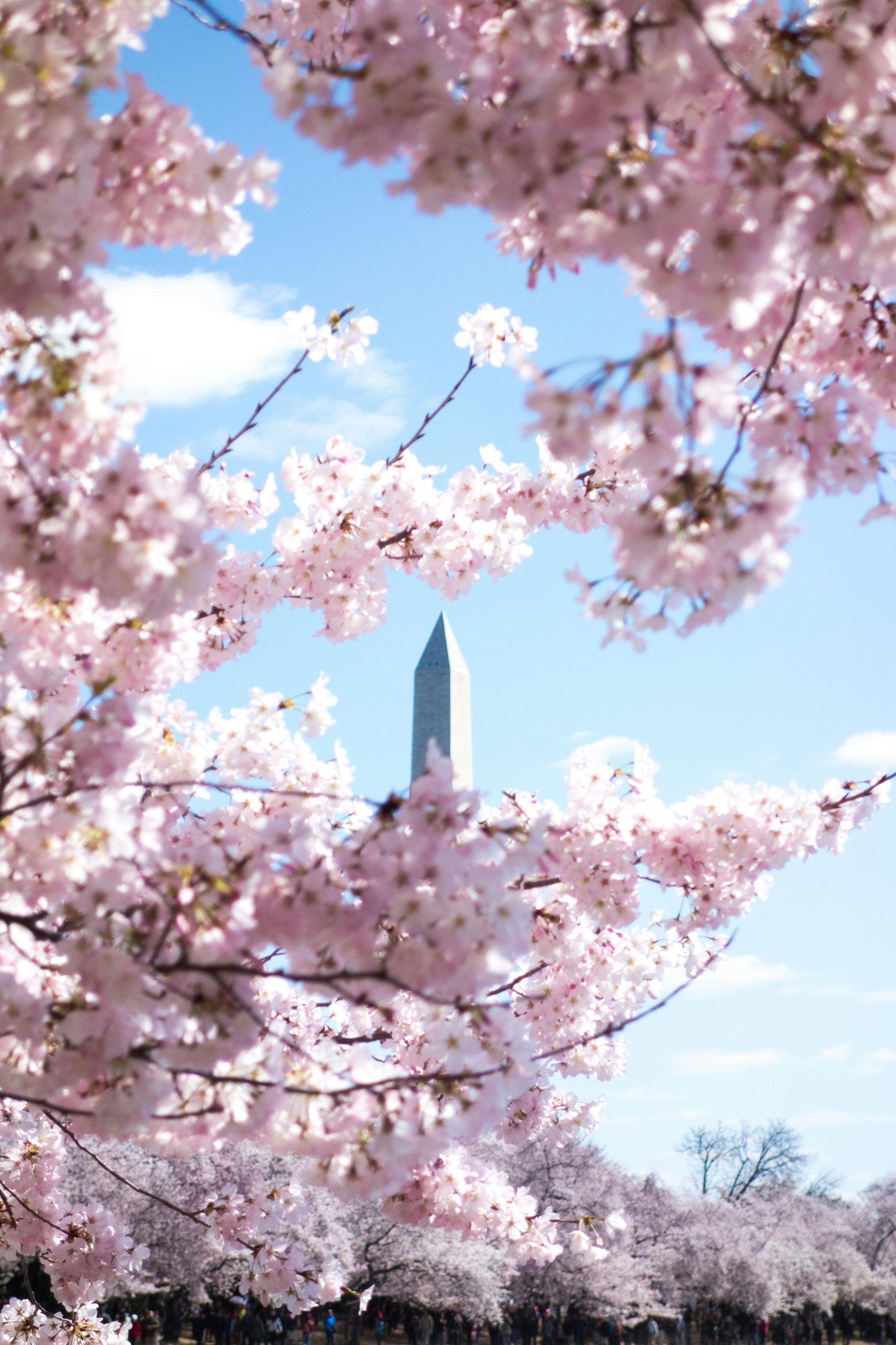 National Cherry Blossom Festival 