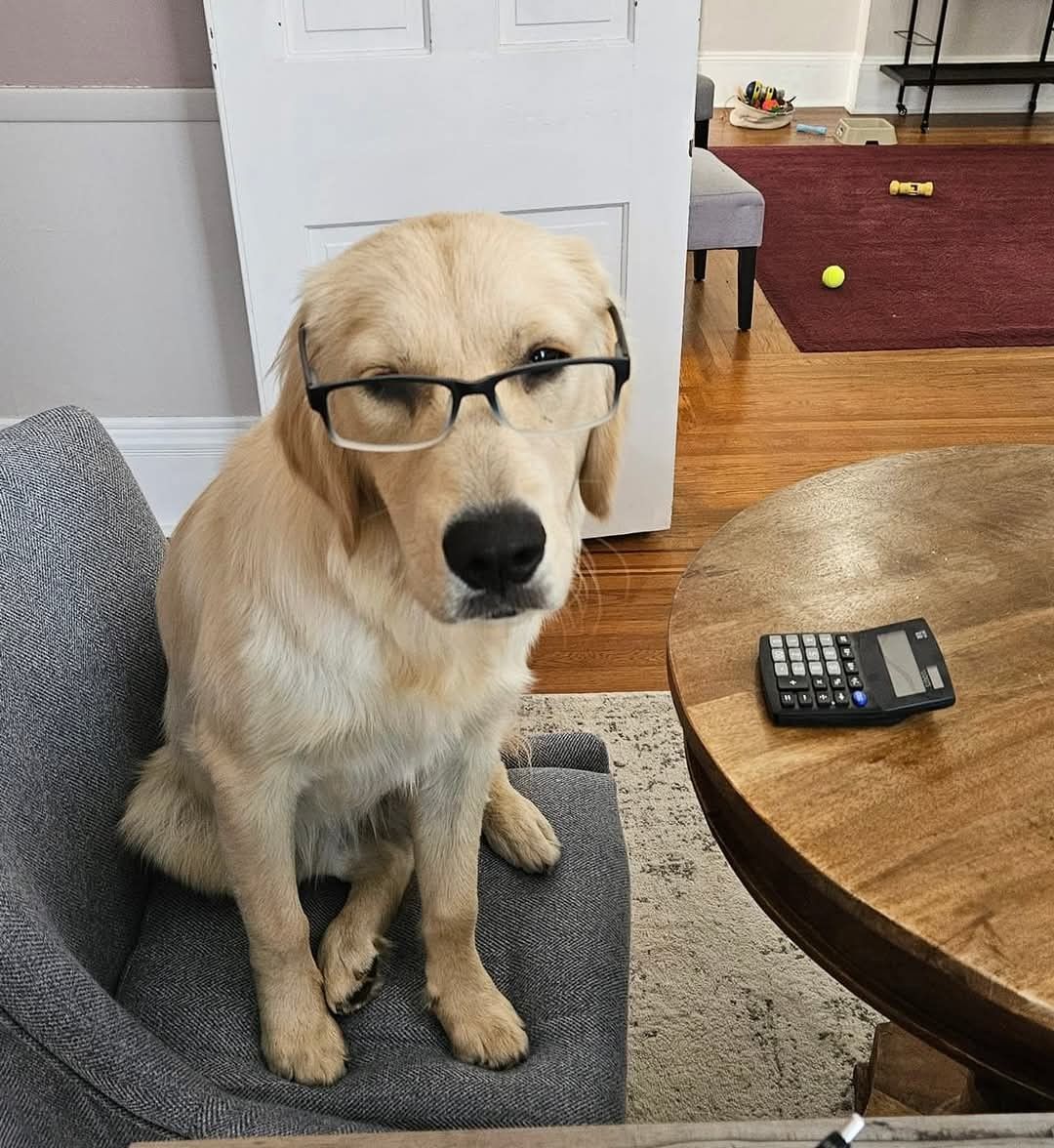 Golden retriever wearing glasses, seated on a chair, looking intently. A calculator sits on a nearby table.