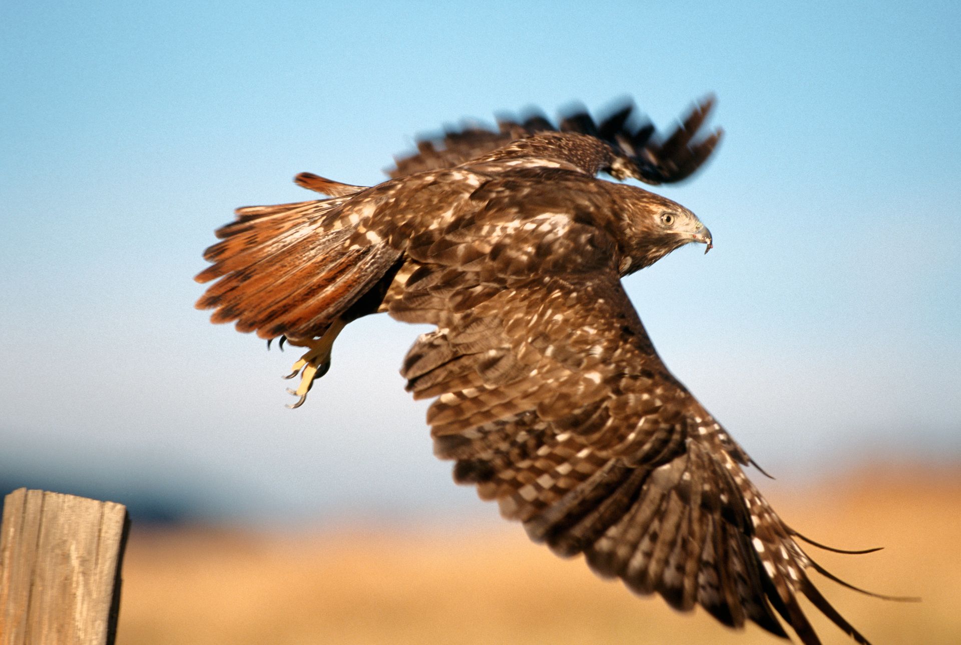 Brown hawk in flight over a field, wings spread against a blue sky