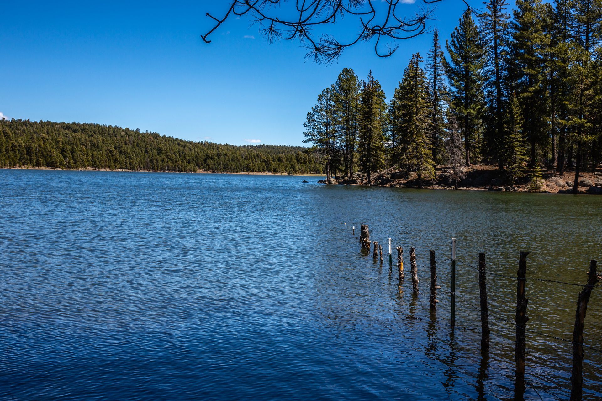 Blue lake with rippling water, pine trees along the shore, and a clear sky overhead