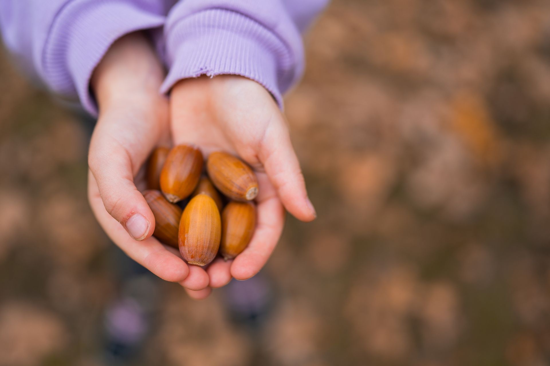 Hands in a purple sweater holding several chestnuts outdoors.