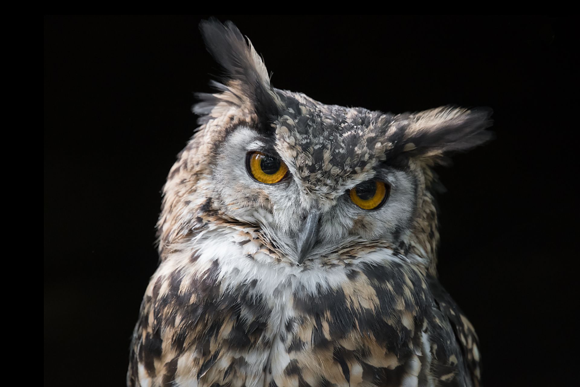 Close-up of a great horned owl with bright yellow eyes against a black background