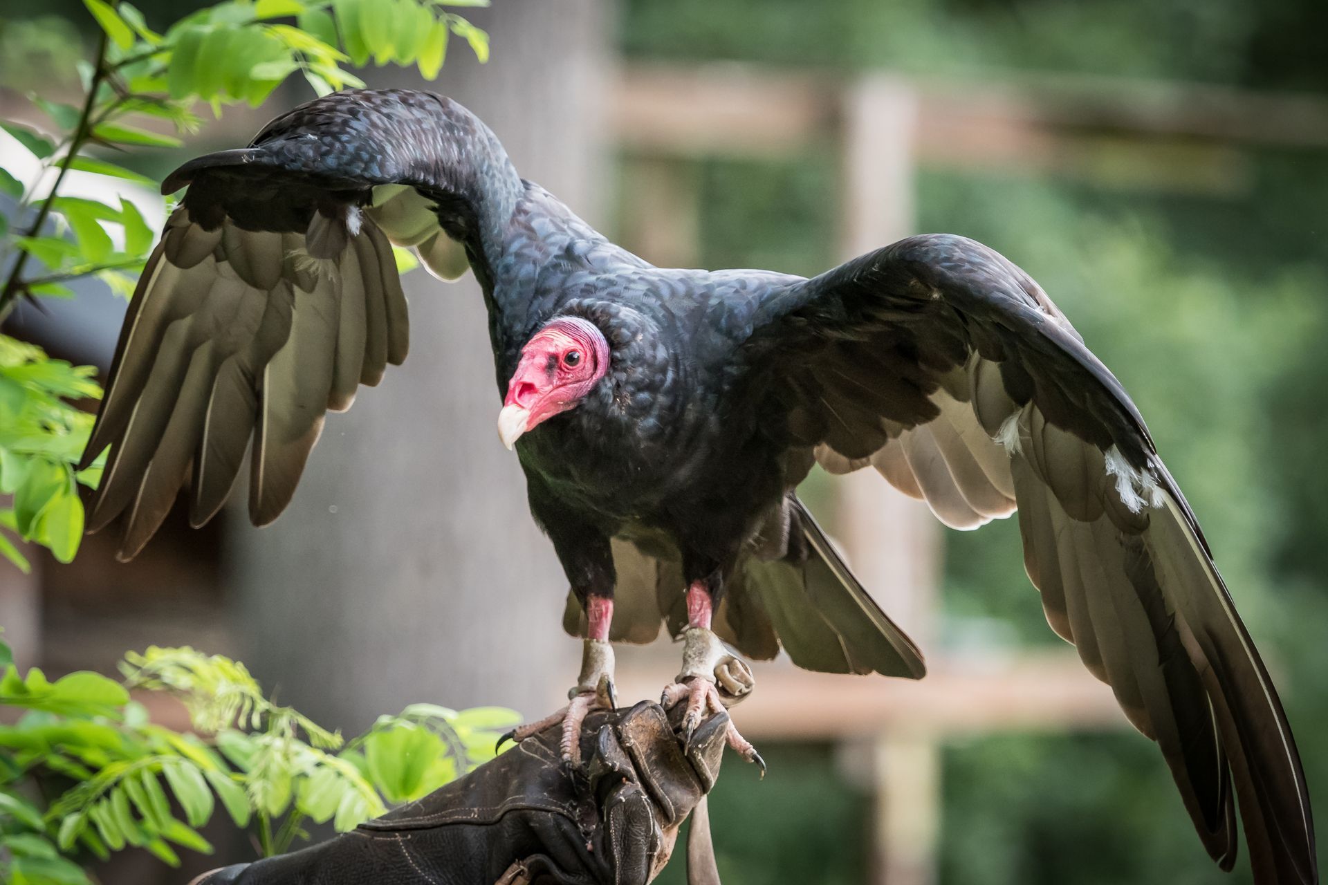 Black vulture with wings spread, standing on a branch in a green forest setting